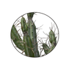 Cactus Plant