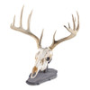 European Skull Display Kit