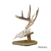 European Skull Display Kit