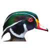 Bird Heads | With Eye & Eye Rings by Wildlife Illusions