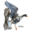 Bird Heads | With Eye & Eye Rings by Wildlife Illusions