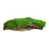 Mossy Bark (1')