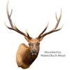 Naked Buck Head