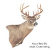 Whitetail Deer | XP (Wall Pedestal)