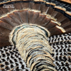 Feather Art Frames (by Jeff Fredrick)
