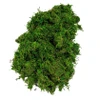 Stone Moss