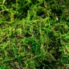 Stone Moss
