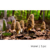 Mushrooms (by Scenes-n-Nature)
