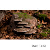 Mushrooms (by Scenes-n-Nature)