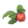 Red Apples (5 pc)