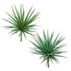 Succulent Stems
