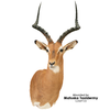 Impala | (Semi-Upright)