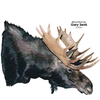Moose | Shiras (Full Sneak)