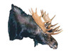 Moose-Shiras (Full Sneak)