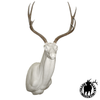 Mule Deer | GZ (Upright)