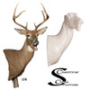 Whitetail Deer (Yawning Buck)