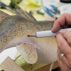 Copic Sketch Markers for Fish Detail