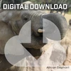 Reference Photos | African by Phil Wilson (Digital Download)