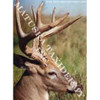 Reference Photos-Whitetail (8x10 Enlargements)