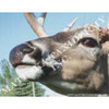 Reference Photos-Whitetail (8x10 Enlargements)