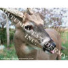 Reference Photos-Whitetail (8x10 Enlargements)