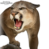 Lion | Mountain/Cougar (Slight Left Climbing Down Lifesize)