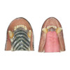 Bear-Black Detailed Mouth Cups by MOHR