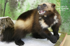 Wolverine | Right Turn Raising Up Lifesize