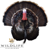 Turkey Breast Mount by Cory Caruthers