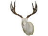 Mule Deer | GZ (Semi-Sneak )