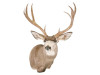 Mule Deer | GZ (Semi-Sneak )