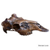 Reproduction Skulls | Hydrocoated  w/ Molars by Outlaw Skulls