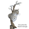 Bobcat (Pedestal)