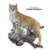 Bobcat (Left Turn Climbing Lifesize)