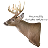 Whitetail Deer | XP (Semi-Sneak Offset)