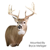 Whitetail Deer | XP (Semi-Sneak Offset)