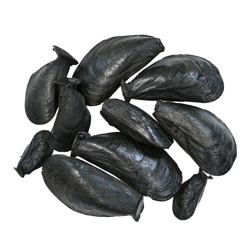 Artificial Barnacles - Matuska Taxidermy Supply Company