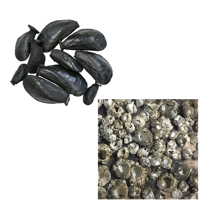 Mussels-Barnacles-