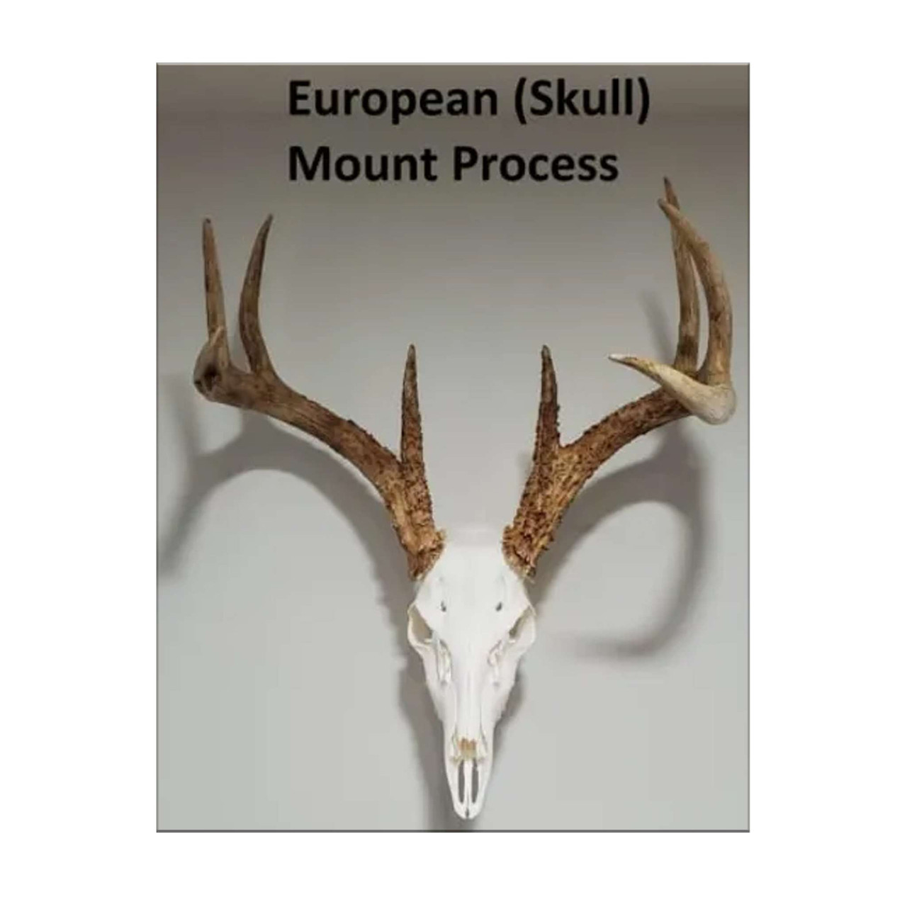 European (Skull) Mount Process Book by Kyle Hackett - Matuska