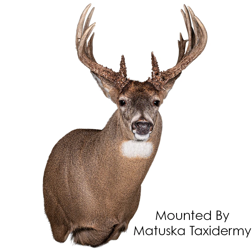 Deer-Whitetail (Semi-Upright) - Matuska Taxidermy Supply Company