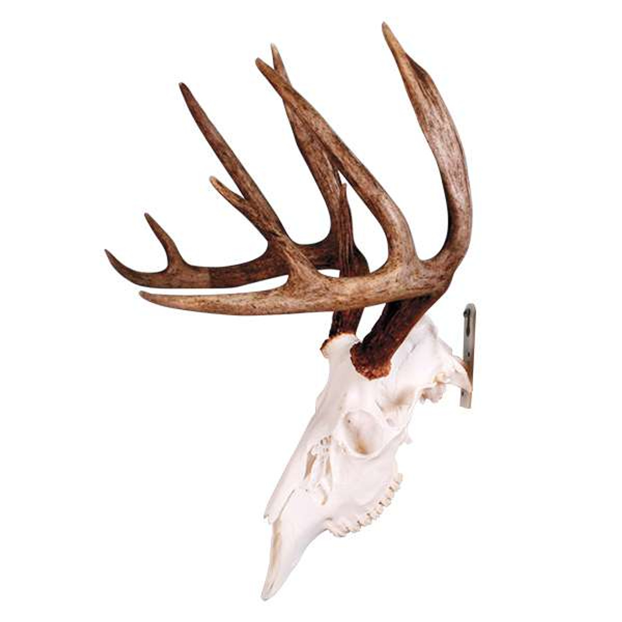 蝦夷鹿hunting trophy（deer skull） ROE DEER SKULL WITH ANTLERS (TROPHY, HORN, TAXIDERMY