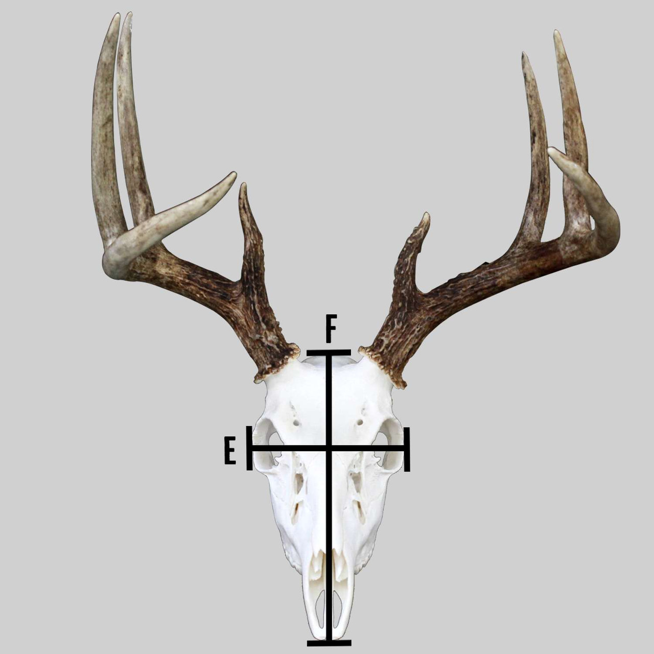 Pinchback Reproduction Skulls - Matuska Taxidermy Supply Company