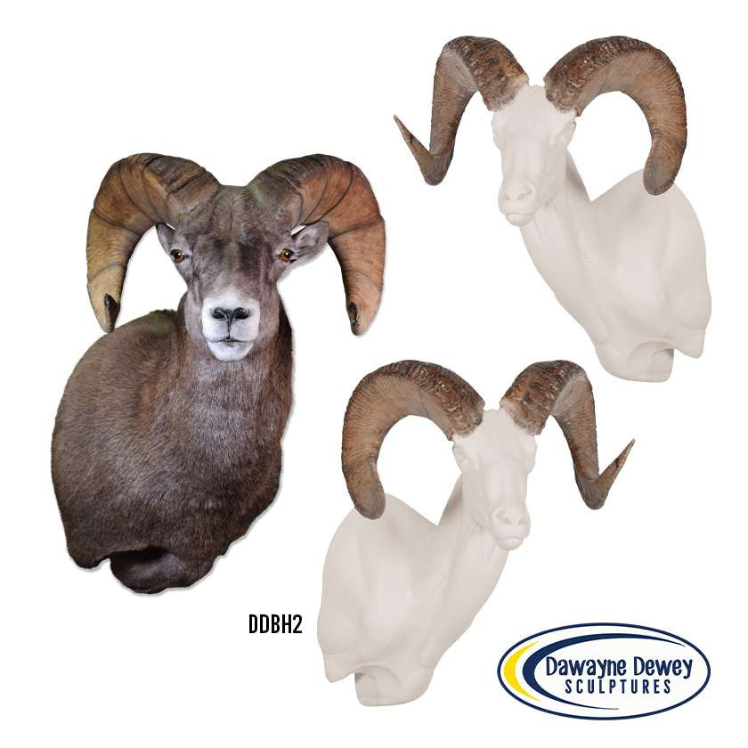 Sheep-Rocky Mountain Bighorn - Matuska Taxidermy Supply Company
