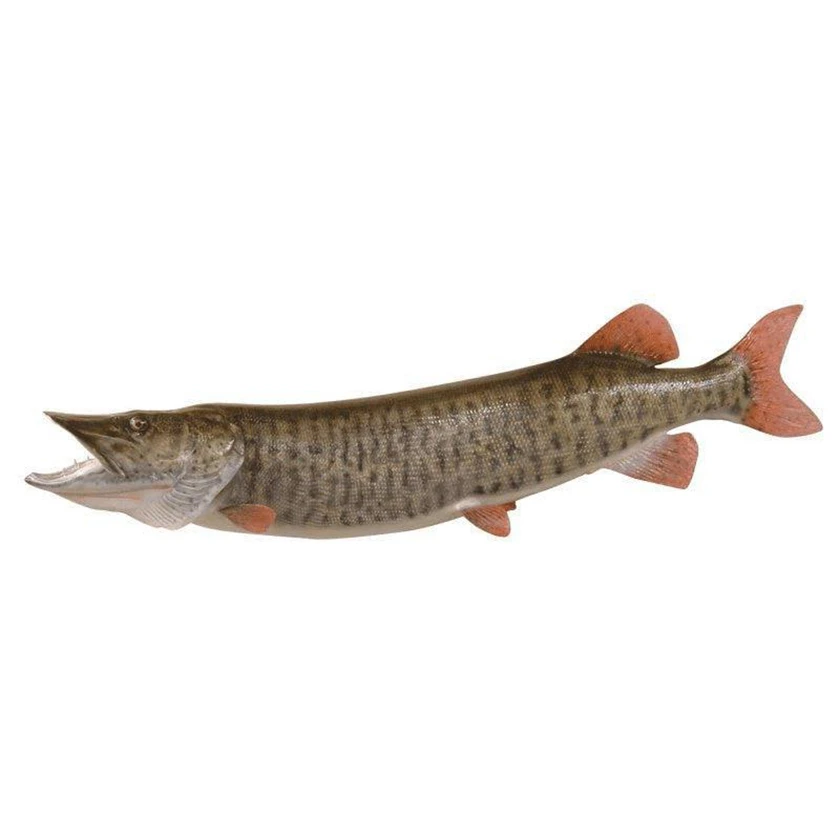 Muskie Fish Reproduction (S-Curve) - Matuska Taxidermy Supply Company