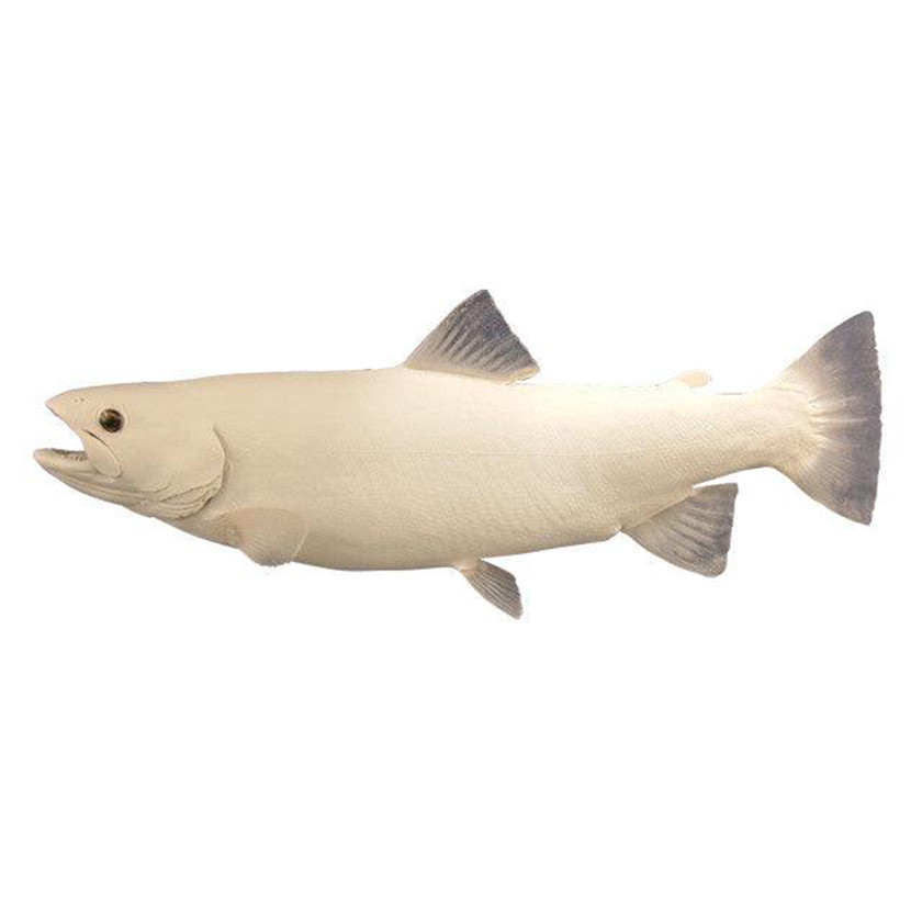 Trout-Brook Fish Reproduction (S-Curve) - Matuska Taxidermy Supply