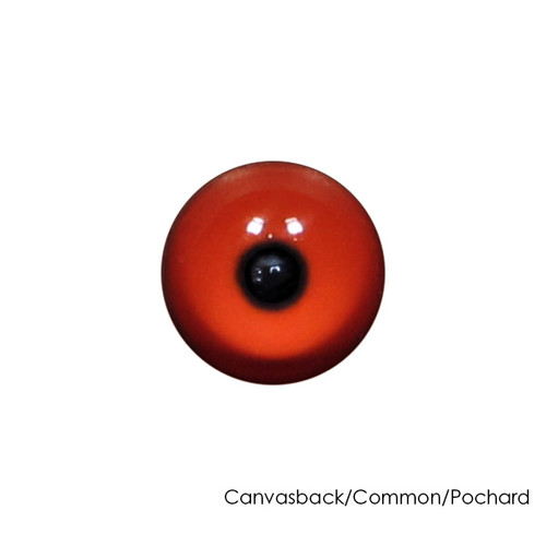 Eyes-Bird (Live Eyes)