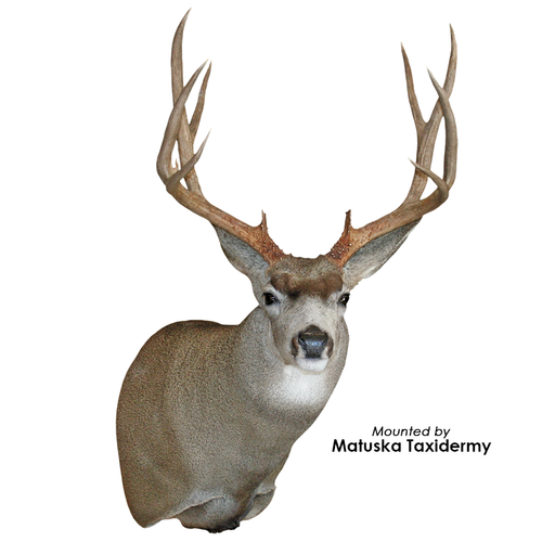 Eyes - Deer Mule (Payer-defined cornea)