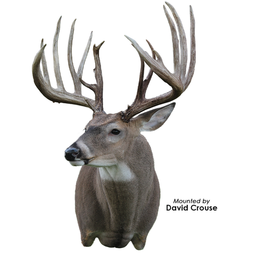 Eyes-Deer (Payer-unbanded-blind-32mm)