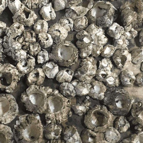 Artificial Barnacles
