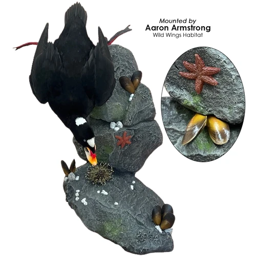 Artificial Barnacles & Mussels